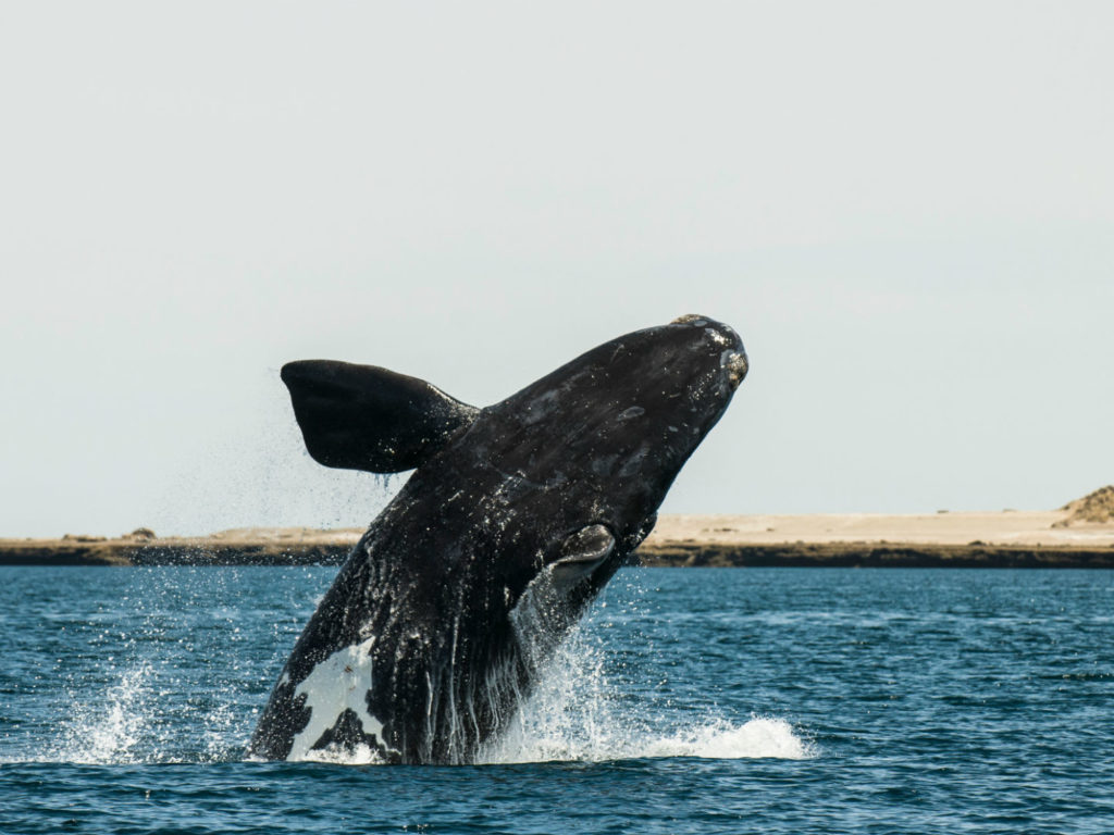 Whale Peninsula, Valdes, Argentina