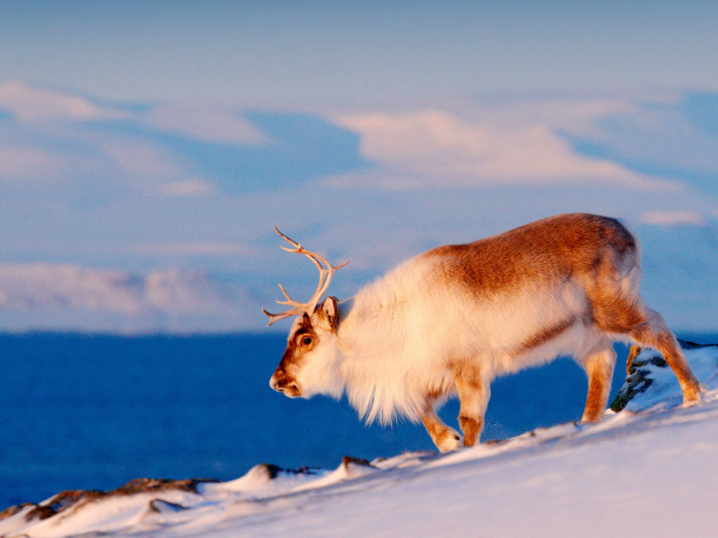 Wild Reindeer in Snow, Svalbard