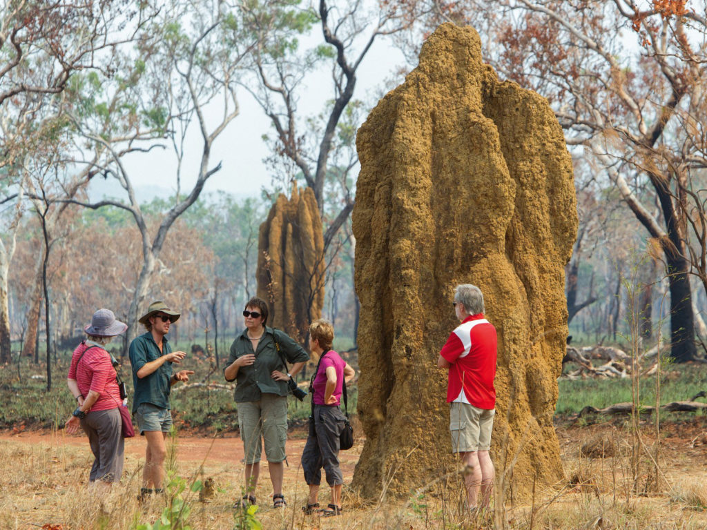 Guide and visitors examining a huge termite mound.