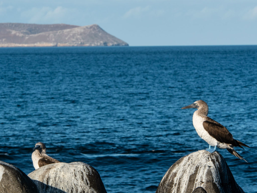 Blue Footed Booby in front of Daphne Major Island, Galapagos Islands