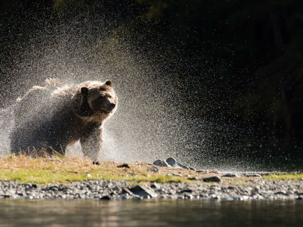 Brown Bear, Canada
