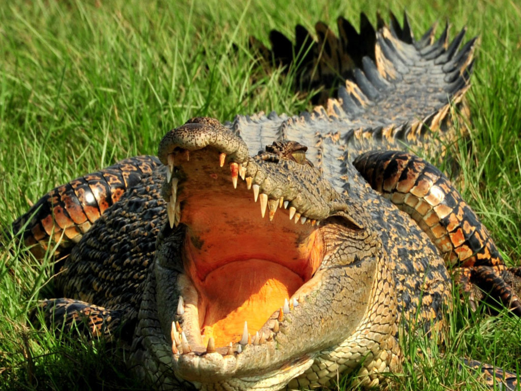 Crocodile lying in grass with mouth open facing the camera.