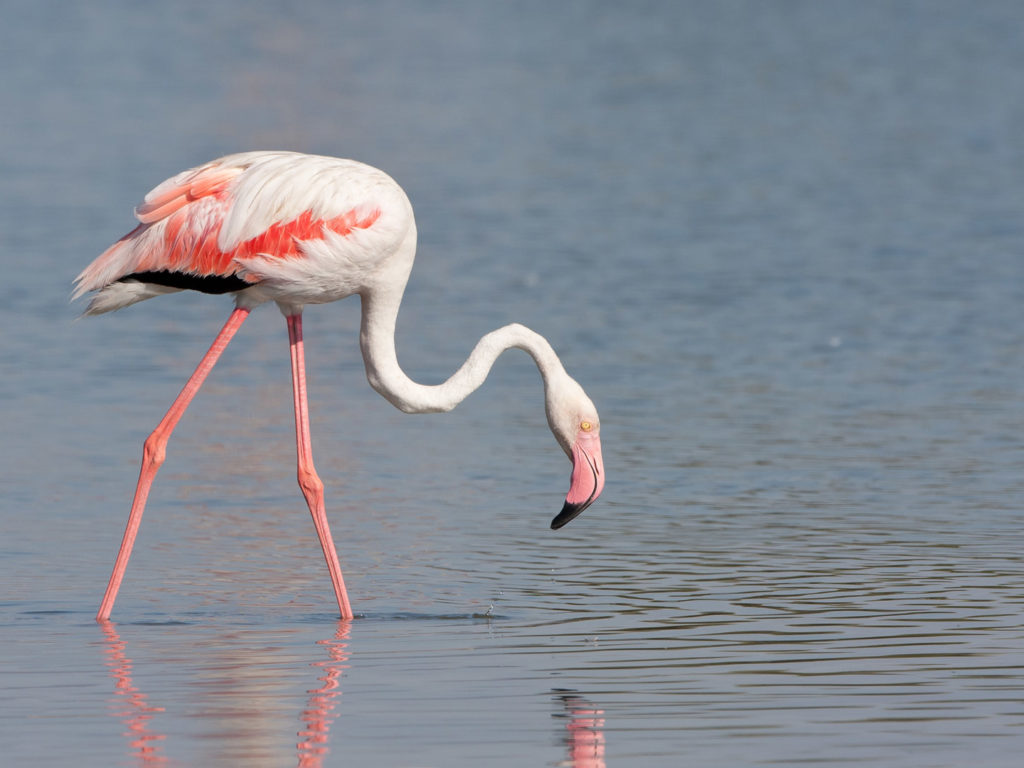 Flamingo, muscat
