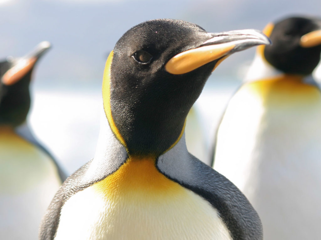 Group of King Penguins, Antarctica