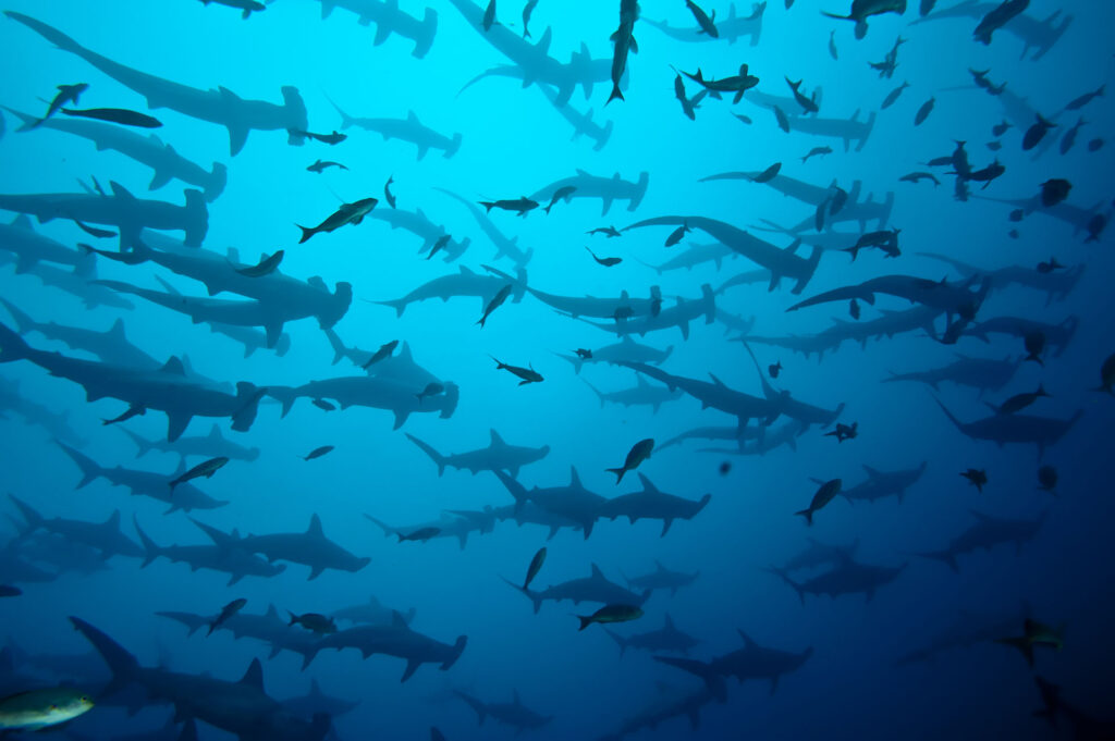Hammerhead sharks, Galapagos Islands
