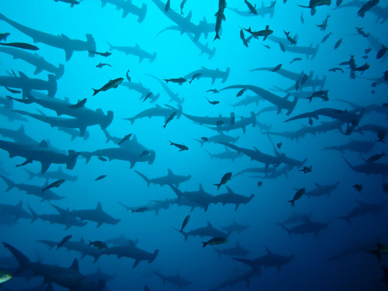 Hammerhead sharks, Galapagos Islands, Galapagos Islands