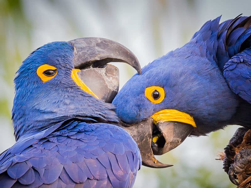 Hyacinth macaw, Pantanal, Mato Grosso do Sul, Brazil, South America