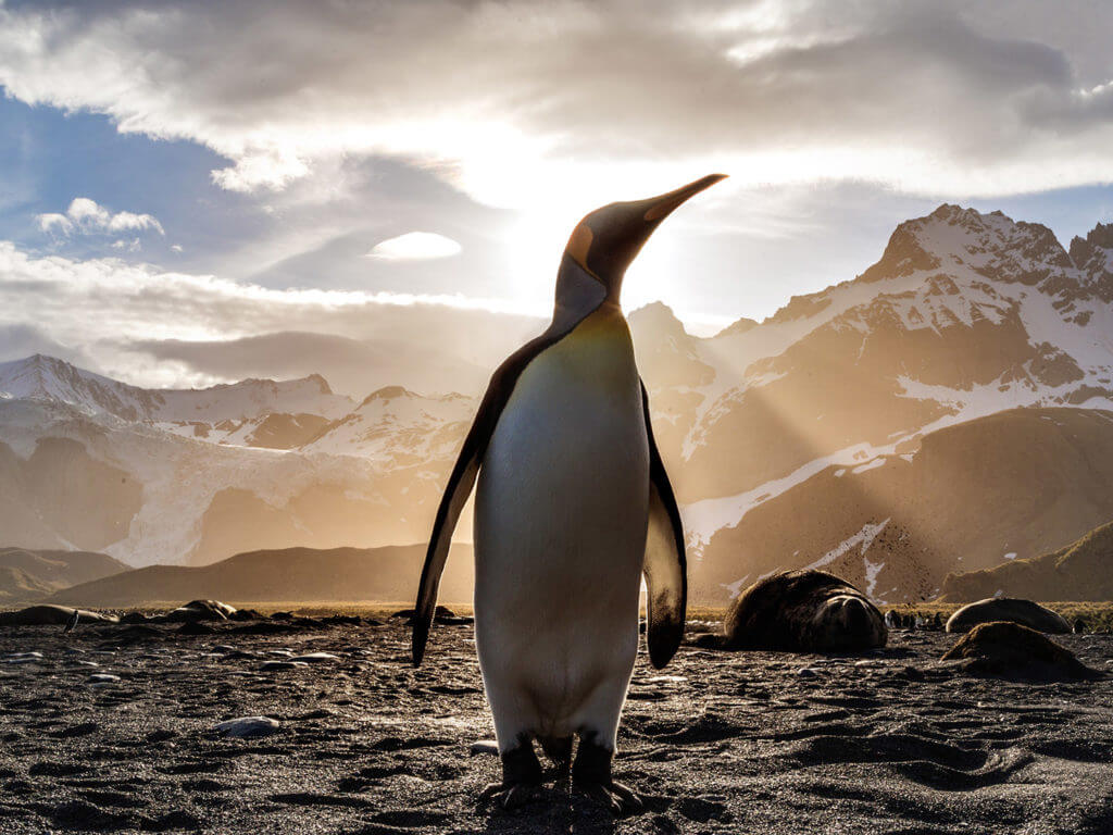 King Penguin, South Georgia, Antarctica