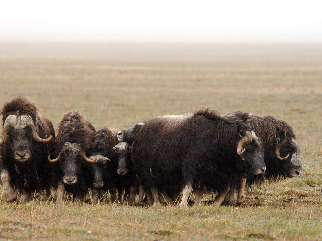 Musk Ox, Chukotka, Wrangel Island, Russian Arctic