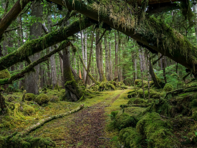 Naikoon Park, Mossy Logs, Rainforest, Haida Gwaii, Canada