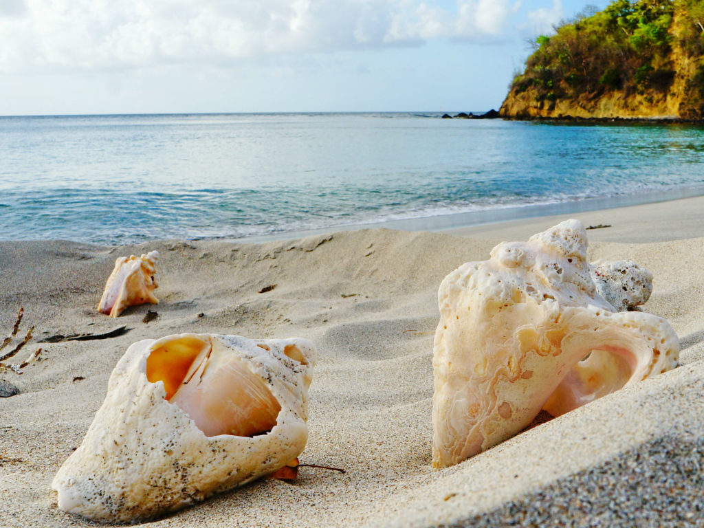Sandy blue beach, Sea shells, Grenada
