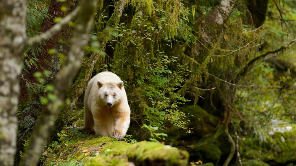 Spirit Bear, Canada
