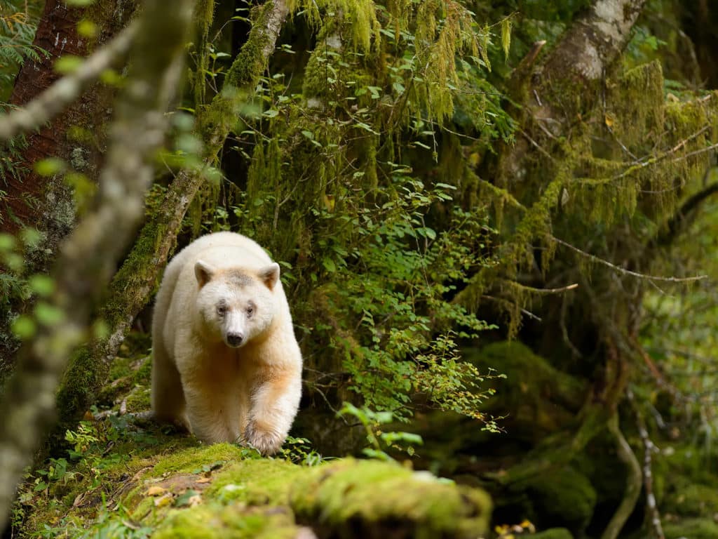 Spirit Bear, Canada
