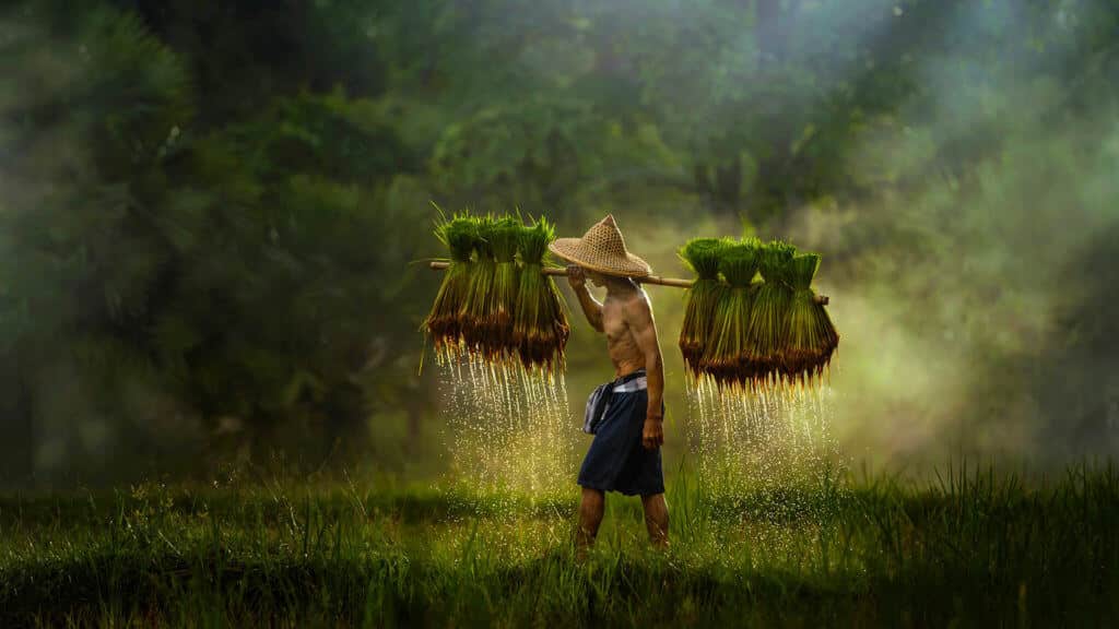 man in paddy field in south east asia