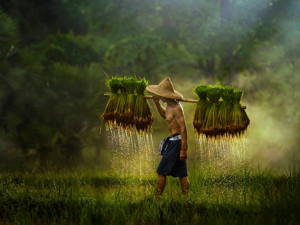 man in paddy field in south east asia