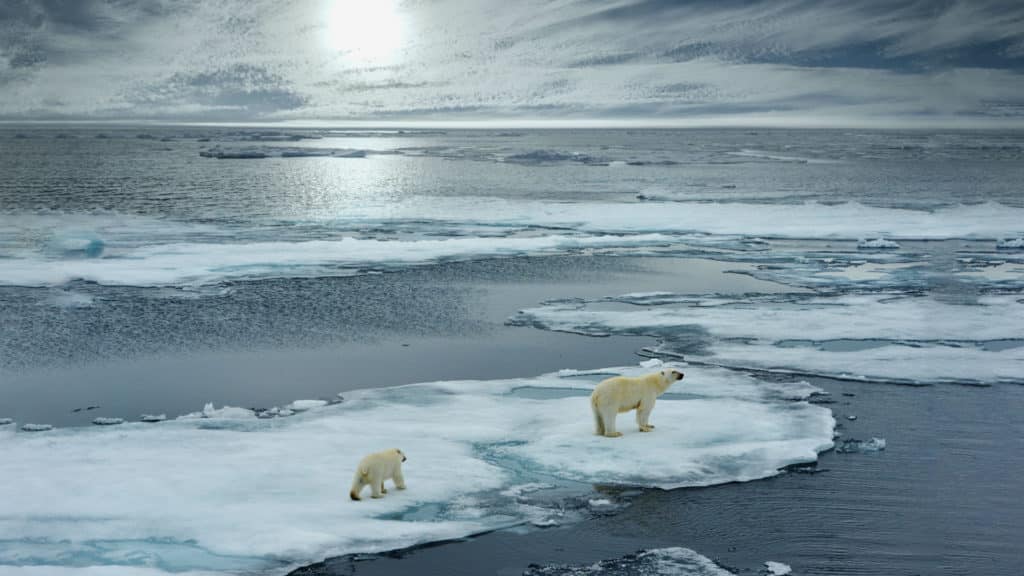 Polar Bear on Ice, Spitsbergen