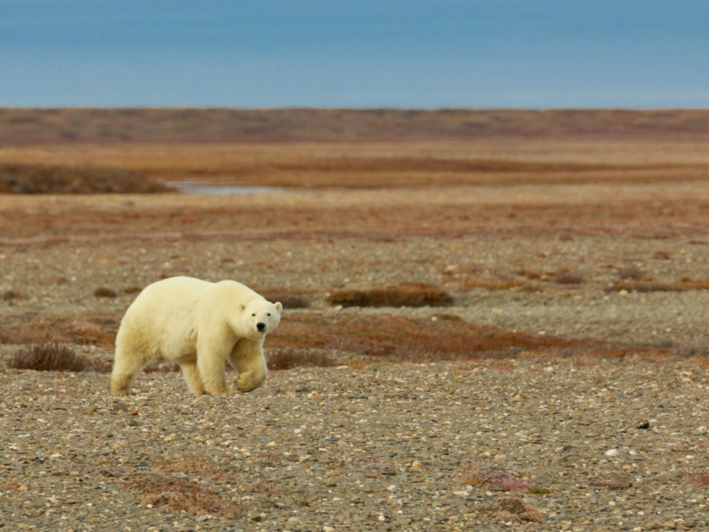 Polar Bear on dry land, Russian Arctic