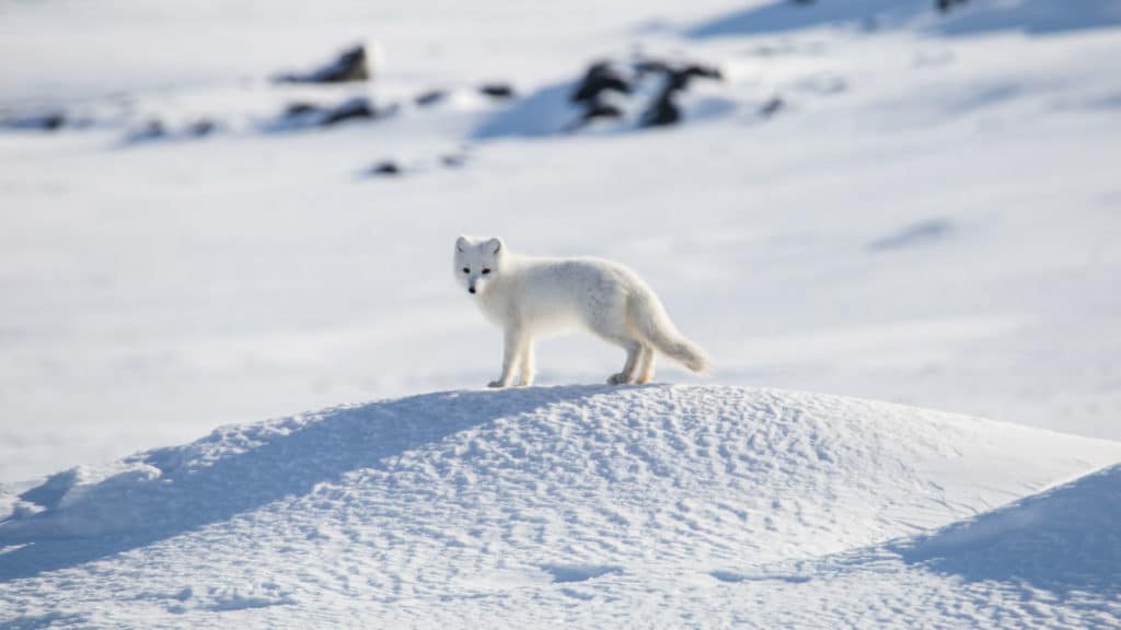 Snow Fox, Spitsbergen