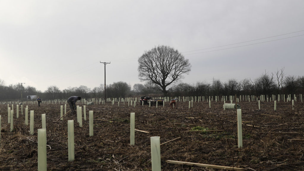 Newly planted trees in Scunthorpe