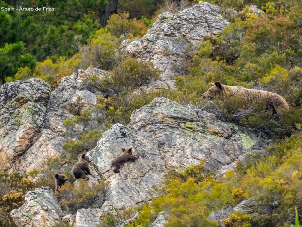 Bears, The Cantabrian Mountains, Spain