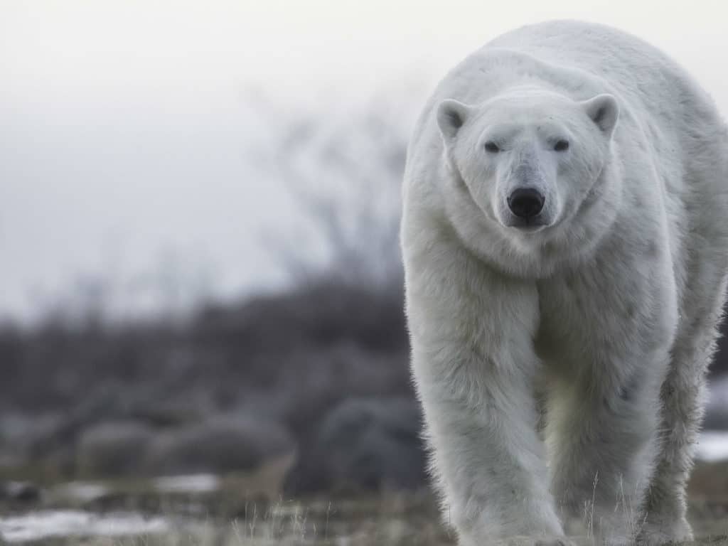 Big Polar Bear, Churchill Wild, Canada