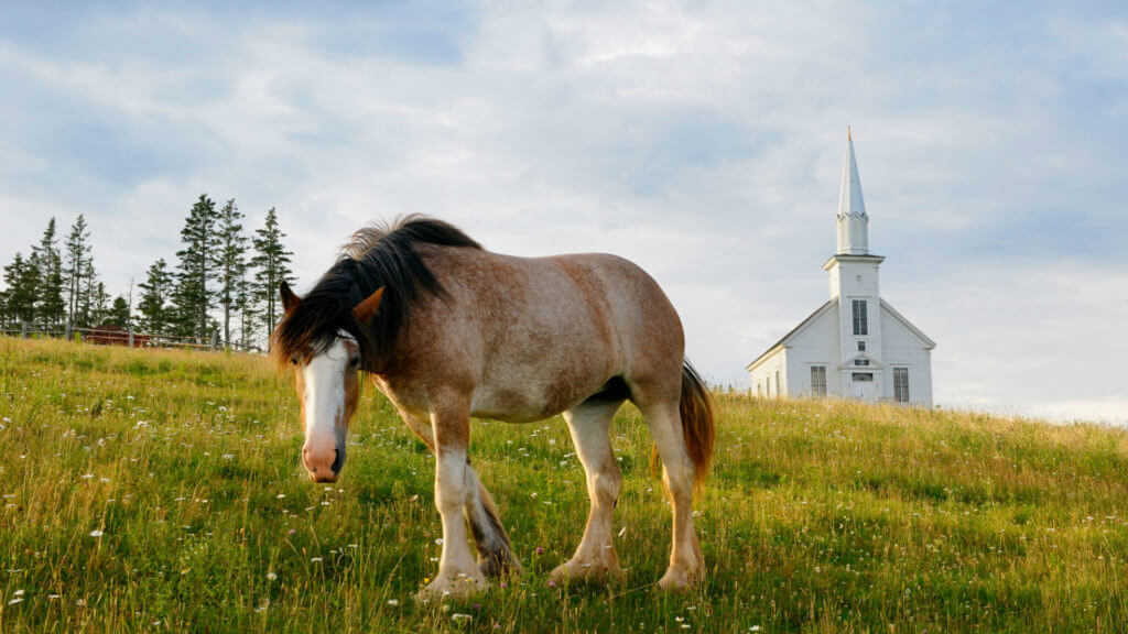 Horse, Cape Breton, Canada, Maritimes