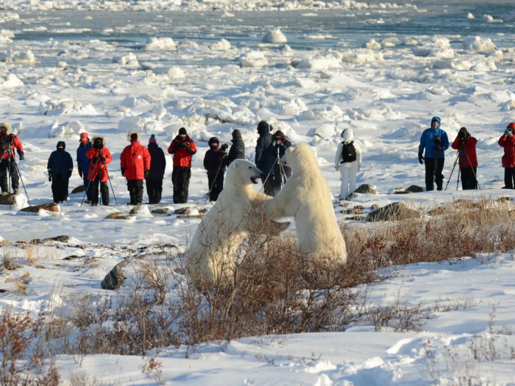 Polar Bears Wrestling, Churchill Wild, Canada