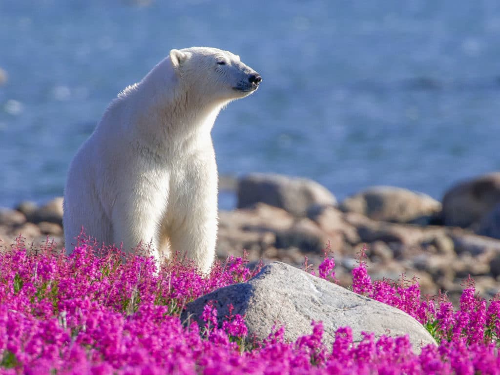 Sea and Flowers, Polar Bear, Churchill Wild, Canada
