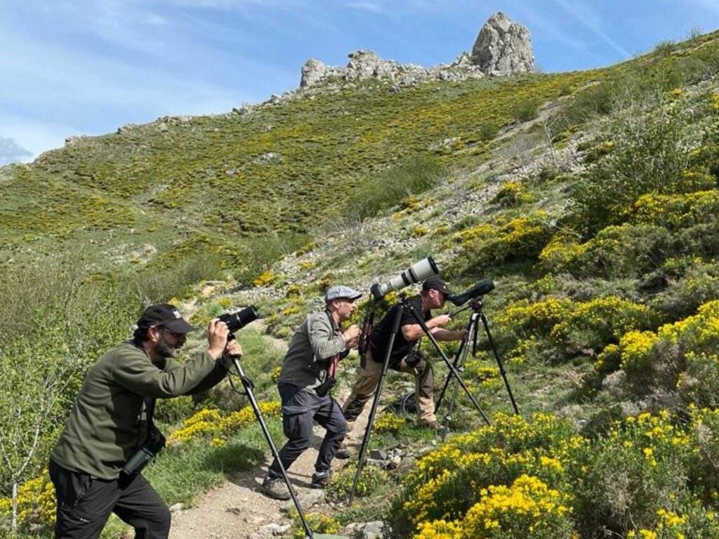 Somiedo Bear Spotting