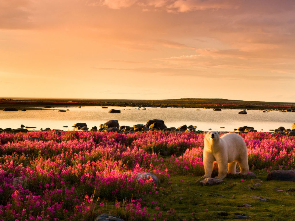 Sunset and flowers, polar bear, Churchill, Canada