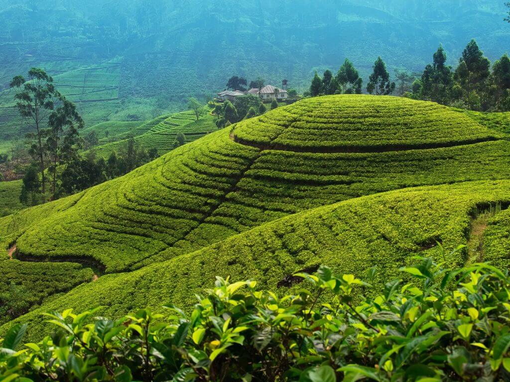 Tea Plantation, Nuwara, Sri Lanka