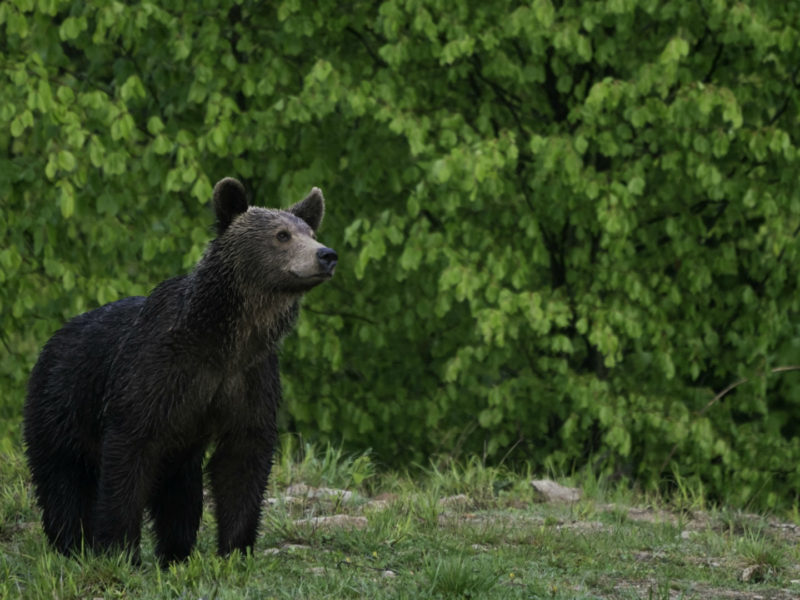 Buena, Wildlife, Brown Bear, Carpathian Mountains, Romania