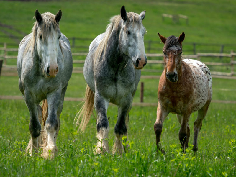 Cobor, Horses, Carpathian Mountains, Romania