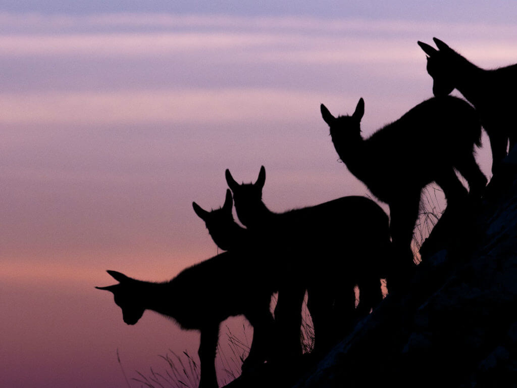 Goat, Sunset,Italy, © Umberto Esposito - Wildlife Adventures