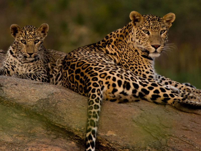 Leopard Relaxing,Jawai Sagar, Rajasthan, India
