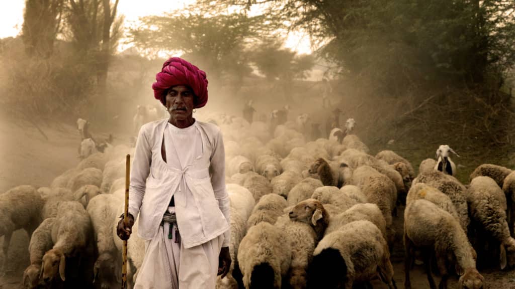 Local Man with Sheep, Jawai Sagar, Rajasthan, India