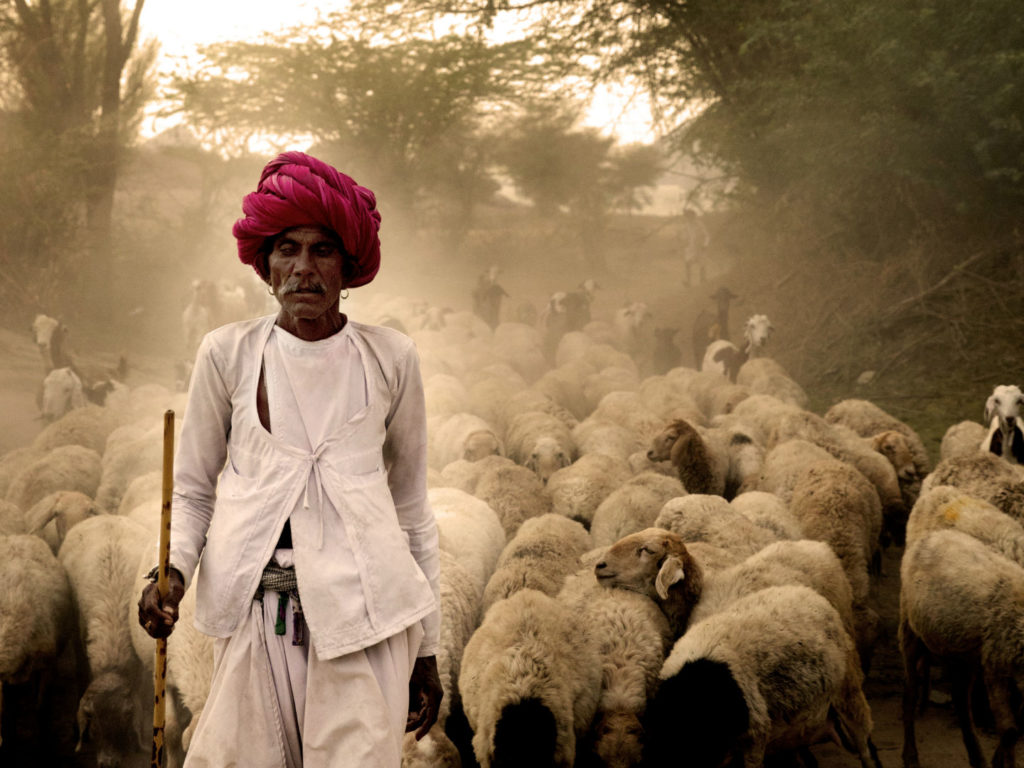 Local Man with Sheep, Jawai Sagar, Rajasthan, India