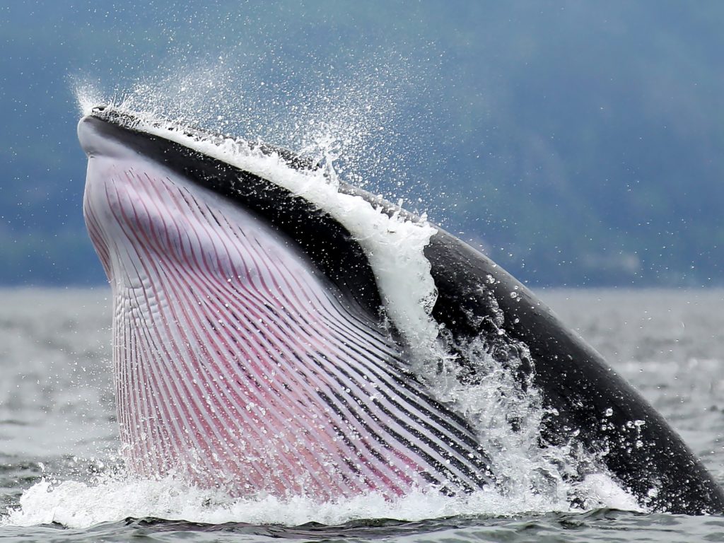 Minke Whale, Tadoussac, Quebec, Eastern Canada