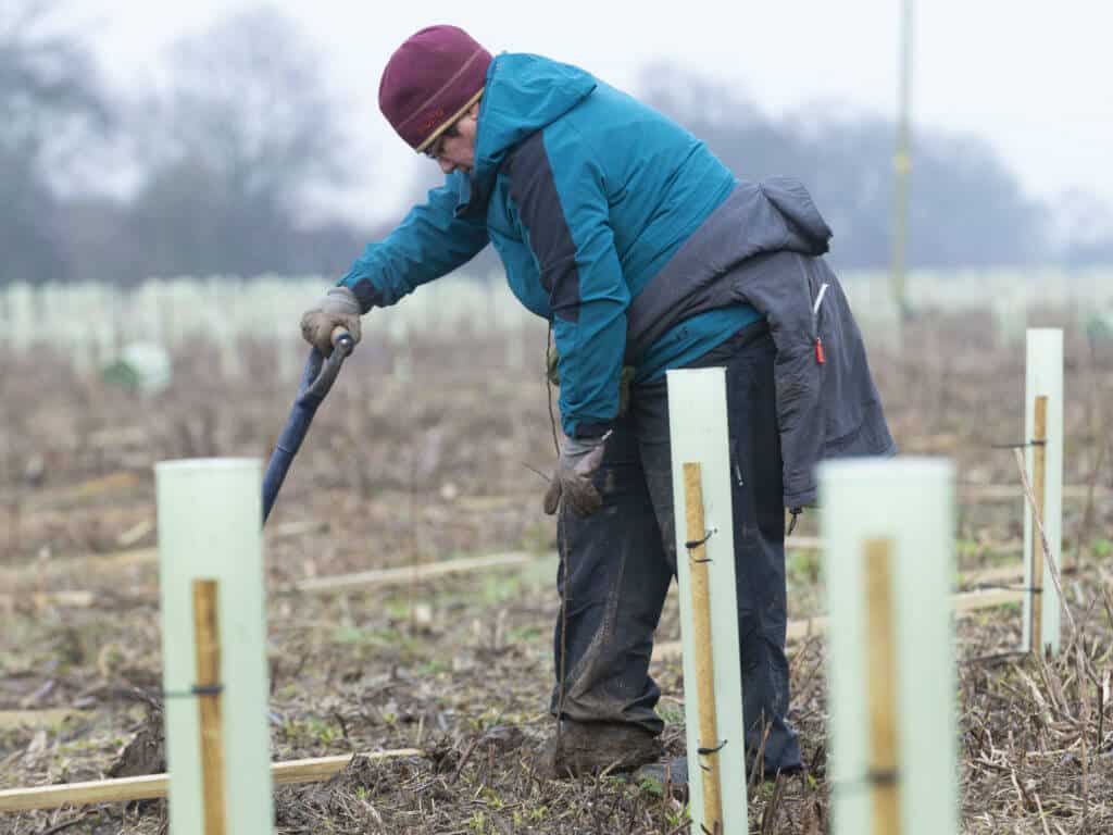 Sue Grimwood planting trees
