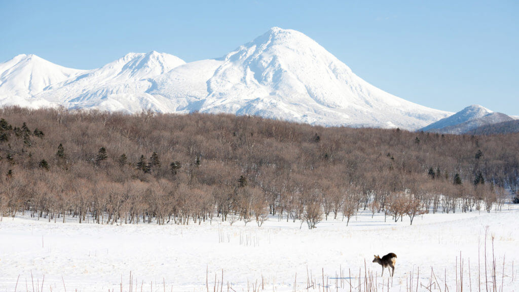 Snow covered landscape with mountain backdrop and solitary elk in foreground.