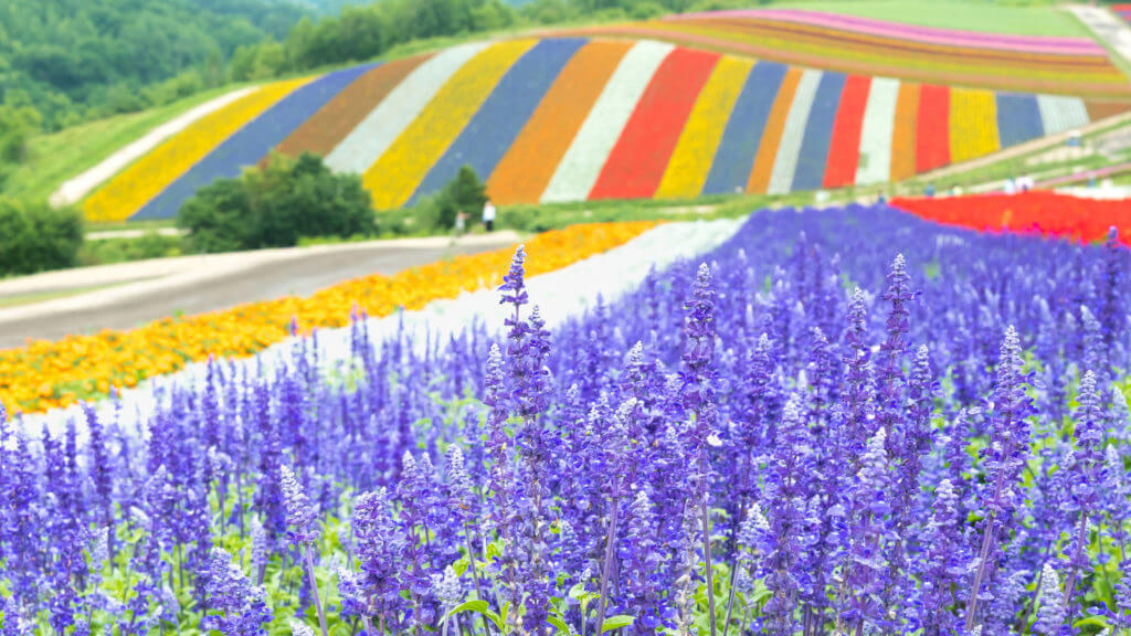 Striped fields of flowers, orange, lavendar, white and yellow with lavendar in foreground.