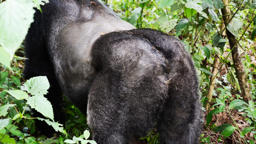 Client Nicky Dunnington Jefferson photo of back of gorilla