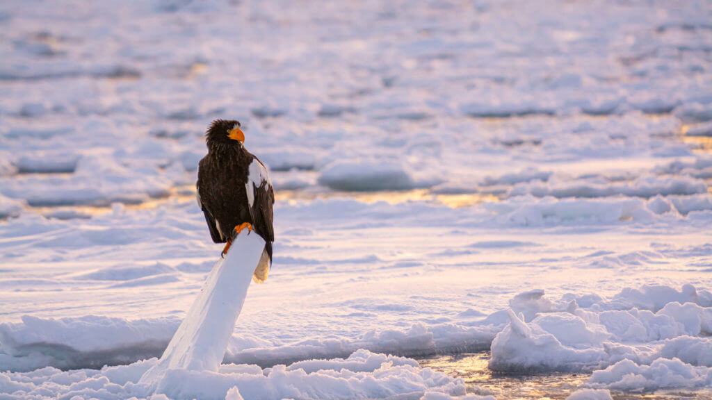 Brown and white Stellar sea eagle with bright yellow beak and talons perched on piece of upright drift ice with icy water behind.