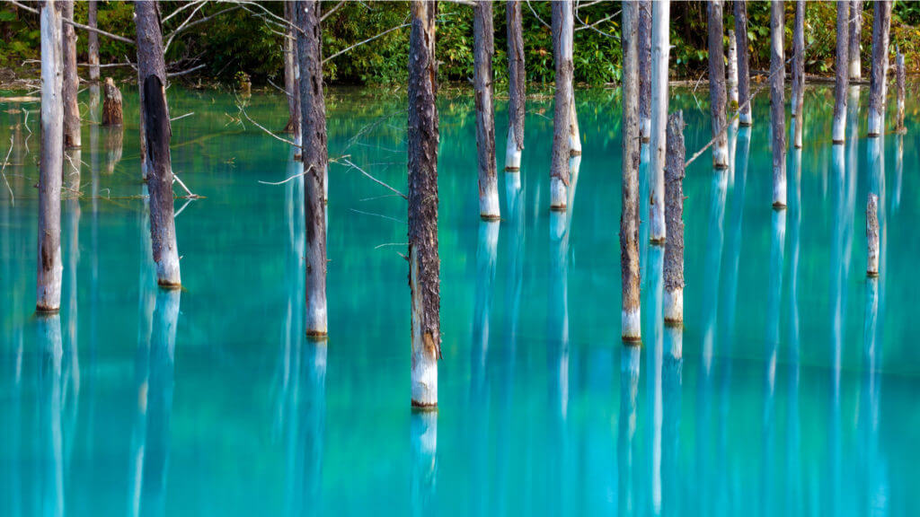 Bright turquoise water with thin trees submerged and green foliage in background and trunks reflected in water.