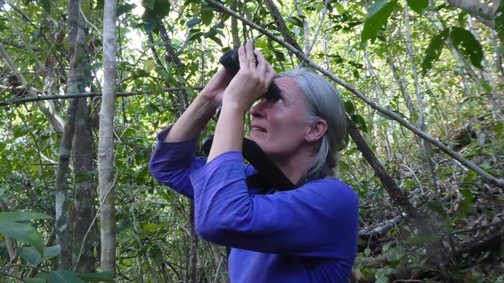 Steppes Travel staff member in blue top holding binoculars to eyes looking up to canopies in Indonesia.