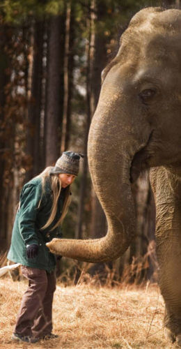 Elephant Conservation, Carol Buckley, Elephant Aid International