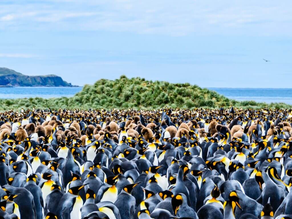 A huge colony of adult king penguins and their chicks against a backdrop of green foliage and blue sea on South Georgia Island in Antarctica