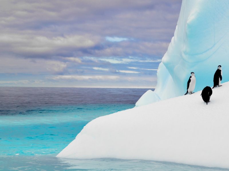 Penguins on Iceberg, Antarctica