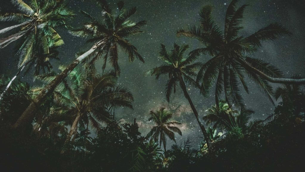 night sky, trees on island with palm trees