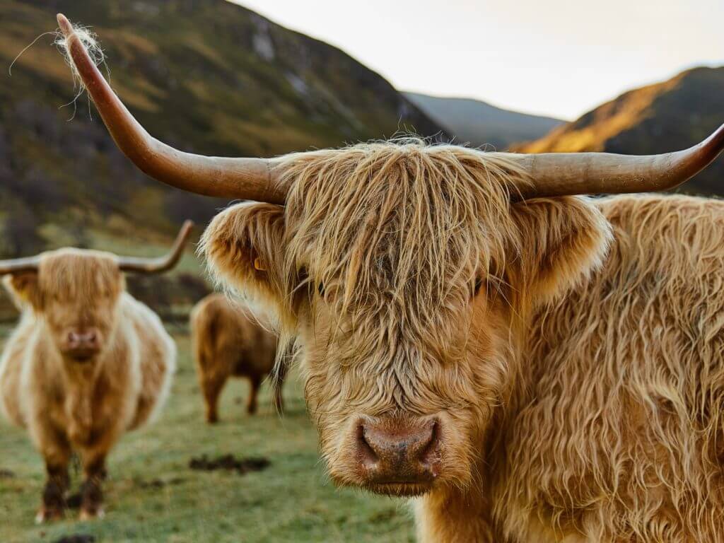 Shaggy orange highland cow with horns staring straight at camera with others stood in background.
